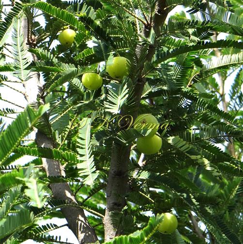  Fruits